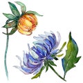 Wildflower chrysantemum flower in a watercolor style isolated.