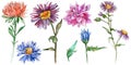 Wildflower chrysantemum flower in a watercolor style isolated. Royalty Free Stock Photo