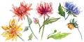 Wildflower chrysantemum flower in a watercolor style isolated.