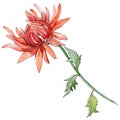 Wildflower chrysantemum flower in a watercolor style isolated.