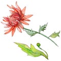 Wildflower chrysantemum flower in a watercolor style isolated.