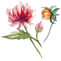 Wildflower chrysantemum flower in a watercolor style isolated.