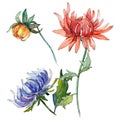 Wildflower chrysantemum flower in a watercolor style isolated.