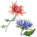 Wildflower chrysantemum flower in a watercolor style isolated.