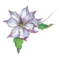Wildflower clematis flower in a watercolor style isolated.