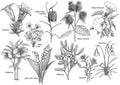 Wildflower collection, illustration, drawing, engraving, ink, line art, vector