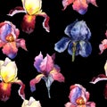 Wildflower colorful iris flower pattern in a watercolor style.