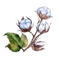 Wildflower cotton flower in a watercolor style isolated. Royalty Free Stock Photo