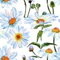 Wildflower daisy flower pattern in a watercolor style. Royalty Free Stock Photo