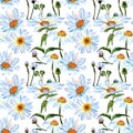 Wildflower daisy flower pattern in a watercolor style. Royalty Free Stock Photo