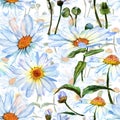 Wildflower daisy flower pattern in a watercolor style. Royalty Free Stock Photo