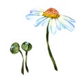 Wildflower daisy flower in a watercolor style isolated. Royalty Free Stock Photo