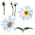 Wildflower daisy flower in a watercolor style isolated.