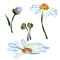Wildflower daisy flower in a watercolor style isolated. Royalty Free Stock Photo