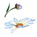 Wildflower daisy flower in a watercolor style isolated.