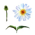 Wildflower daisy flower in a watercolor style isolated. Royalty Free Stock Photo