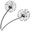 Wildflower dandelion in a vector style isolated.