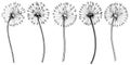 Wildflower dandelion in a vector style isolated.