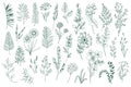 Wildflower decorative outline elements set.