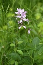 The wildflower Dictamnus albus, a seldom flower in Lower Austria Royalty Free Stock Photo