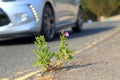 Willowherb growing from crack in asphalt Royalty Free Stock Photo