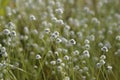 Wildflower - Eriocaulon henryanum