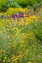 Wildflower field garden summer spring colourful plants outdoors blooming flowers