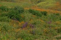 Wildflower Field of Poppies and Blue Bells Royalty Free Stock Photo