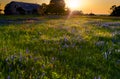 Wildflower Field Sunset Royalty Free Stock Photo