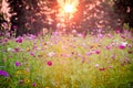 Wildflower Field at Sunset Royalty Free Stock Photo