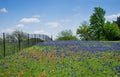 Wildflower field in Texas spring