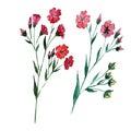 Wildflower flax flower in a watercolor style isolated.