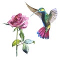 Wildflower flower rose and colibri bird in a watercolor style isolated.