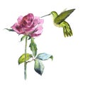 Wildflower flower rose and colibri bird in a watercolor style isolated.