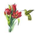 Wildflower flower tulip and colibri bird in a watercolor style isolated.