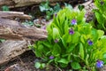 Wildflower on a forest floor