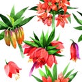 Wildflower Fritillaria imperialis flower pattern in a watercolor style.