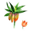 Wildflower Fritillaria imperialis flower in a watercolor style isolated.