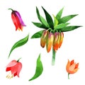 Wildflower Fritillaria imperialis flower in a watercolor style isolated.