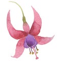 Wildflower fuchsia flower in a watercolor style isolated.