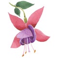 Wildflower fuchsia flower in a watercolor style isolated.