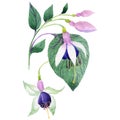 Wildflower fuchsia flower in a watercolor style isolated.