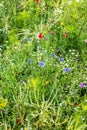 Wildflower garden with native herbs and flowers Royalty Free Stock Photo