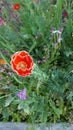 Wildflower garden red white Royalty Free Stock Photo