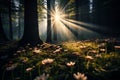 Wildflower glow Sunbeams penetrate dense canopy, illuminating the forest floor