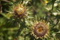 Wildflower - gold distel, Carlina vulgaris