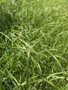 wildflower grass colony