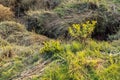 Wildflower grass ditch gully water