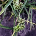 wildflower grass plant cyperus javanicus