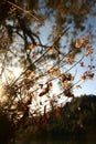 The shinny wildflower grass in the sunrise